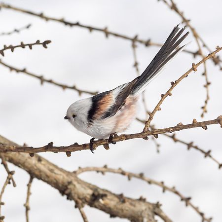 16 - Fulufjellets Nasjonalparker - Natur-, Dyre- Og Fugleopplevelser Ljordal Bagian luar foto