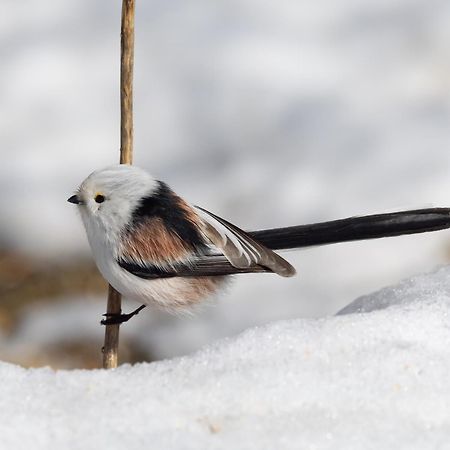 16 - Fulufjellets Nasjonalparker - Natur-, Dyre- Og Fugleopplevelser Ljordal Bagian luar foto