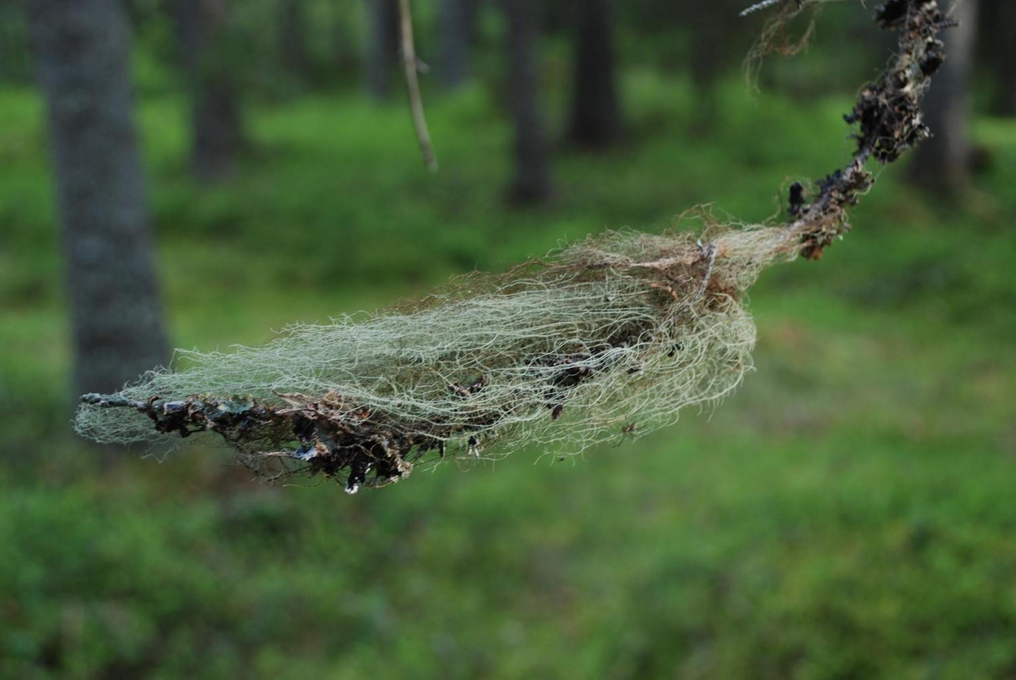 16 - Fulufjellets Nasjonalparker - Natur-, Dyre- Og Fugleopplevelser Ljordal Bagian luar foto