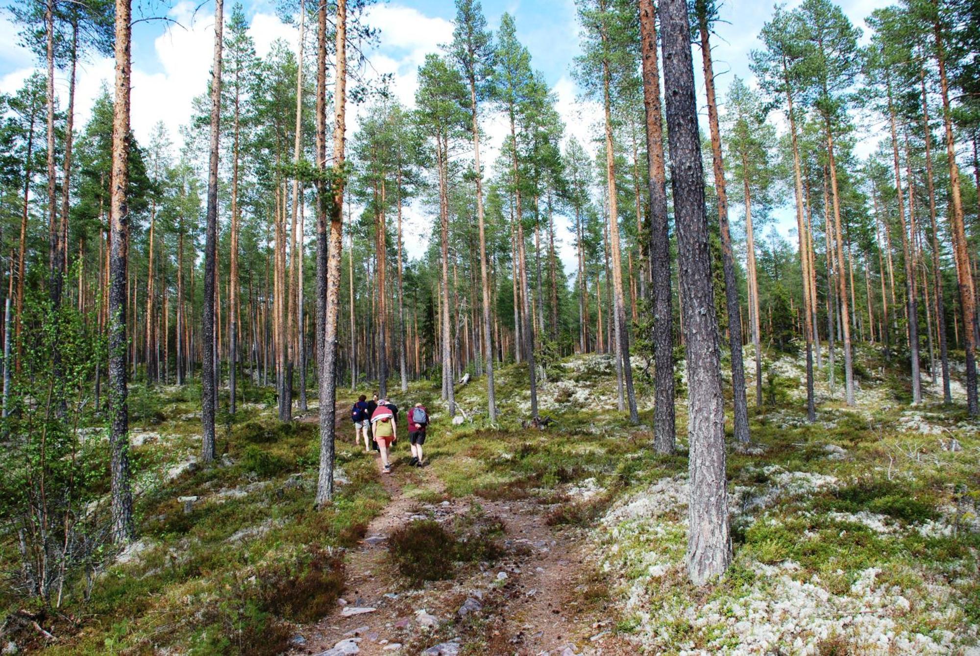 16 - Fulufjellets Nasjonalparker - Natur-, Dyre- Og Fugleopplevelser Ljordal Bagian luar foto