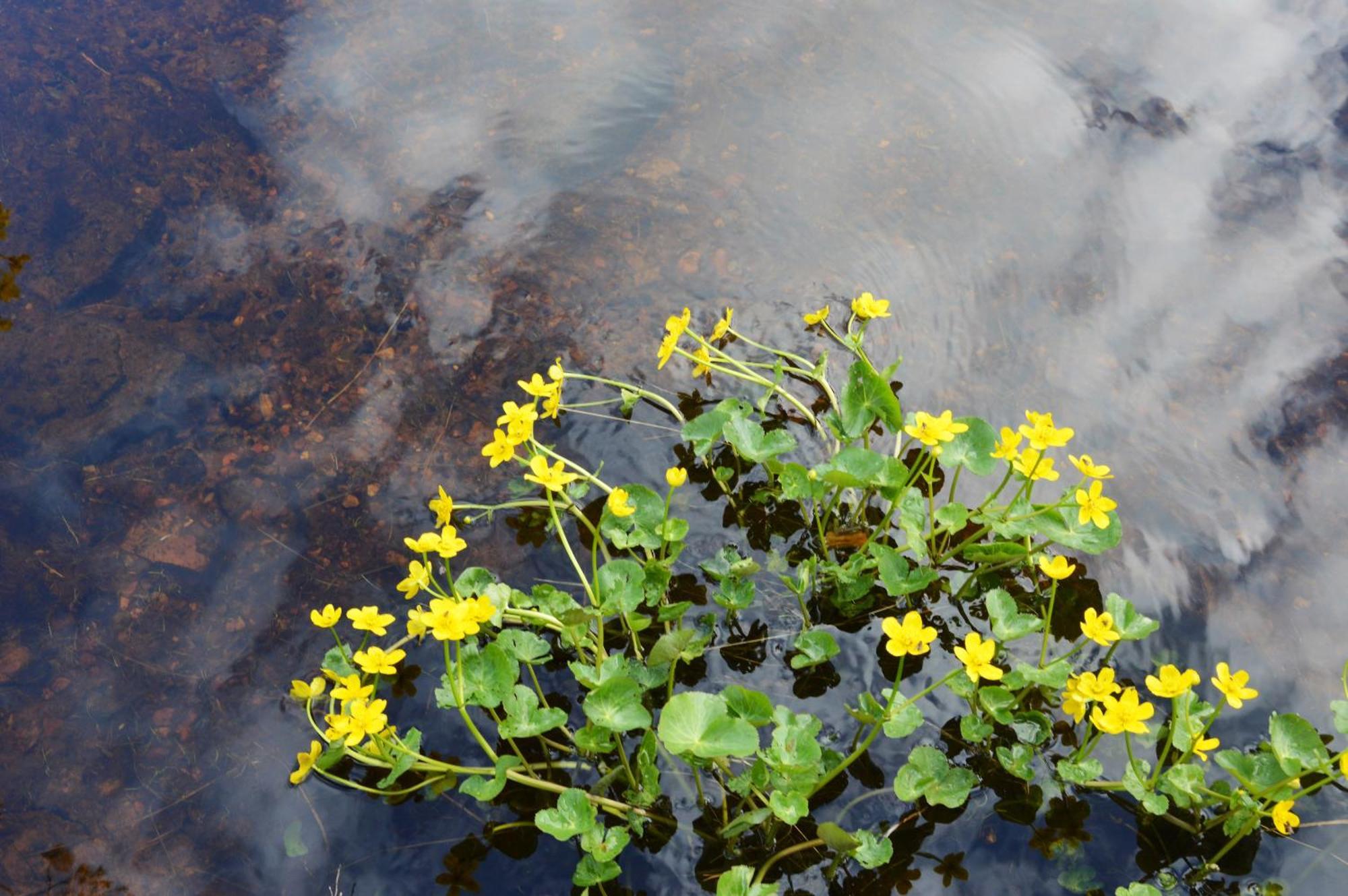 16 - Fulufjellets Nasjonalparker - Natur-, Dyre- Og Fugleopplevelser Ljordal Bagian luar foto