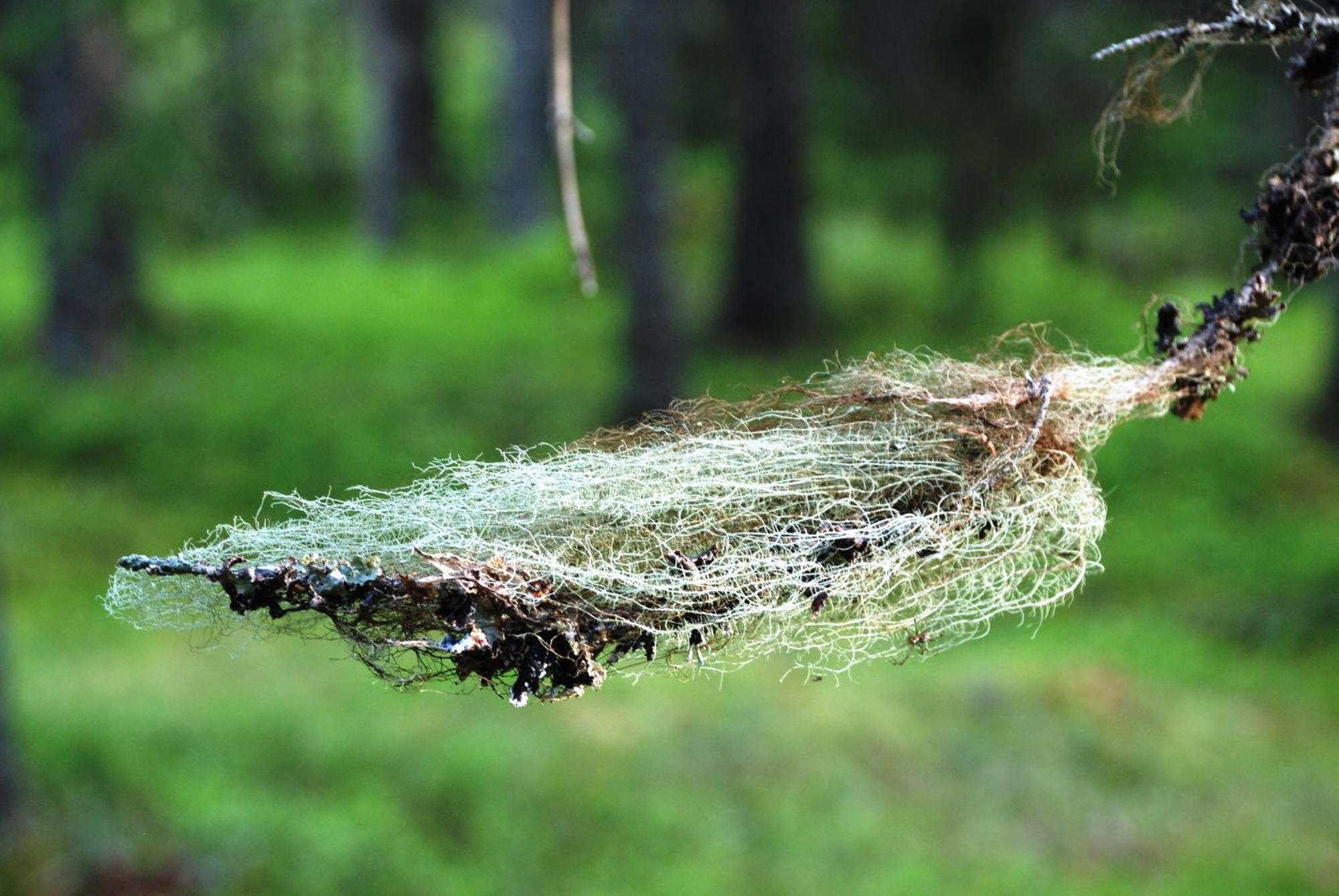 16 - Fulufjellets Nasjonalparker - Natur-, Dyre- Og Fugleopplevelser Ljordal Bagian luar foto