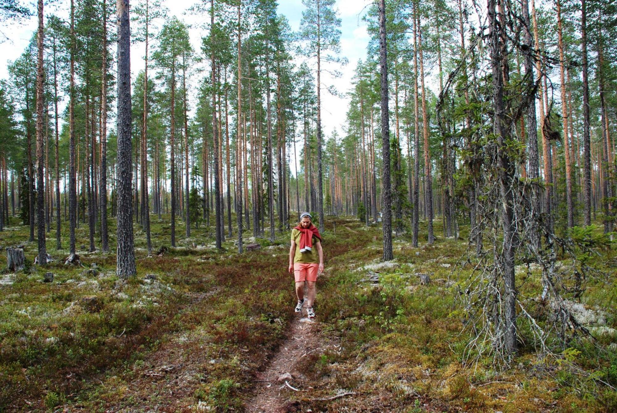 16 - Fulufjellets Nasjonalparker - Natur-, Dyre- Og Fugleopplevelser Ljordal Bagian luar foto