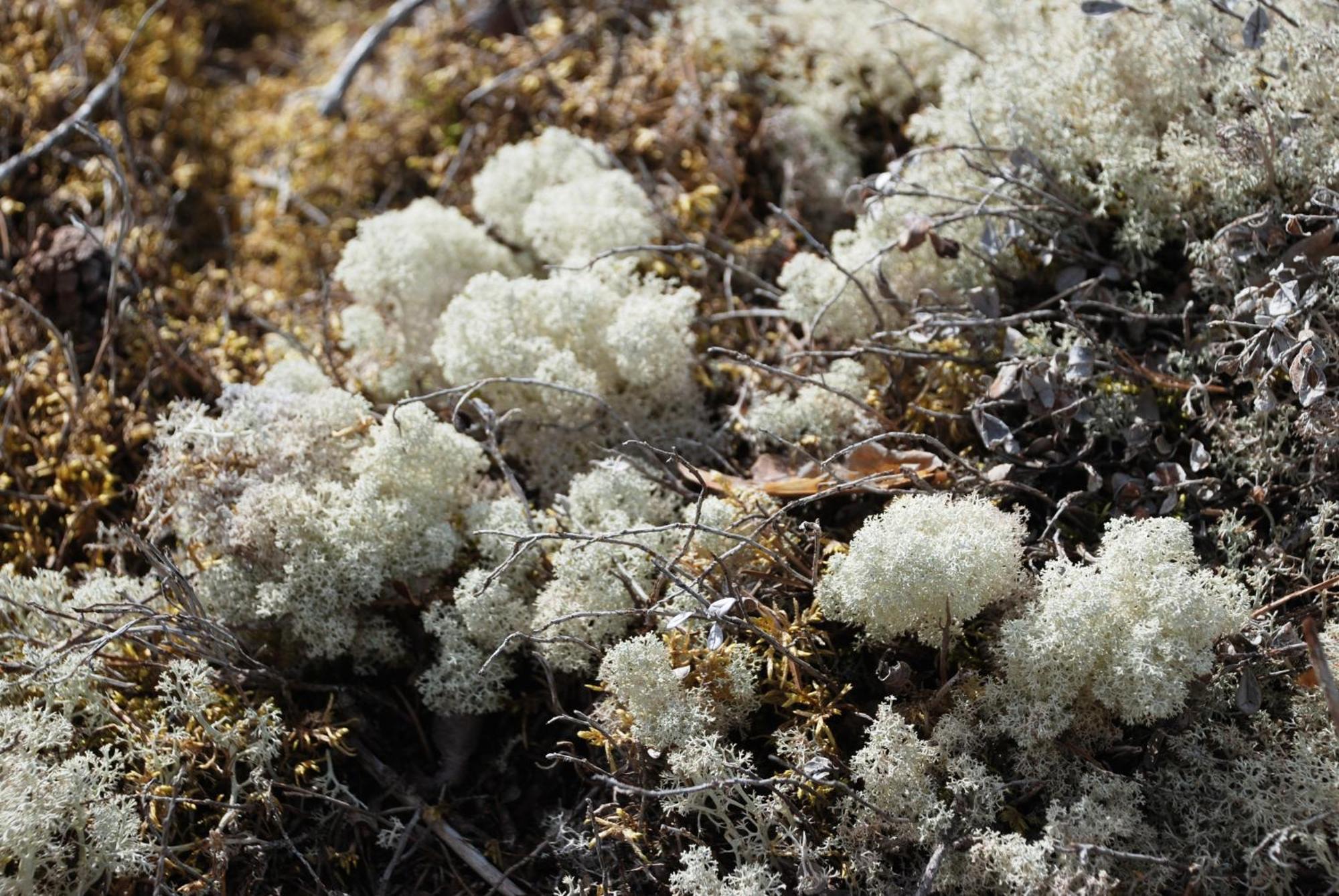 16 - Fulufjellets Nasjonalparker - Natur-, Dyre- Og Fugleopplevelser Ljordal Bagian luar foto