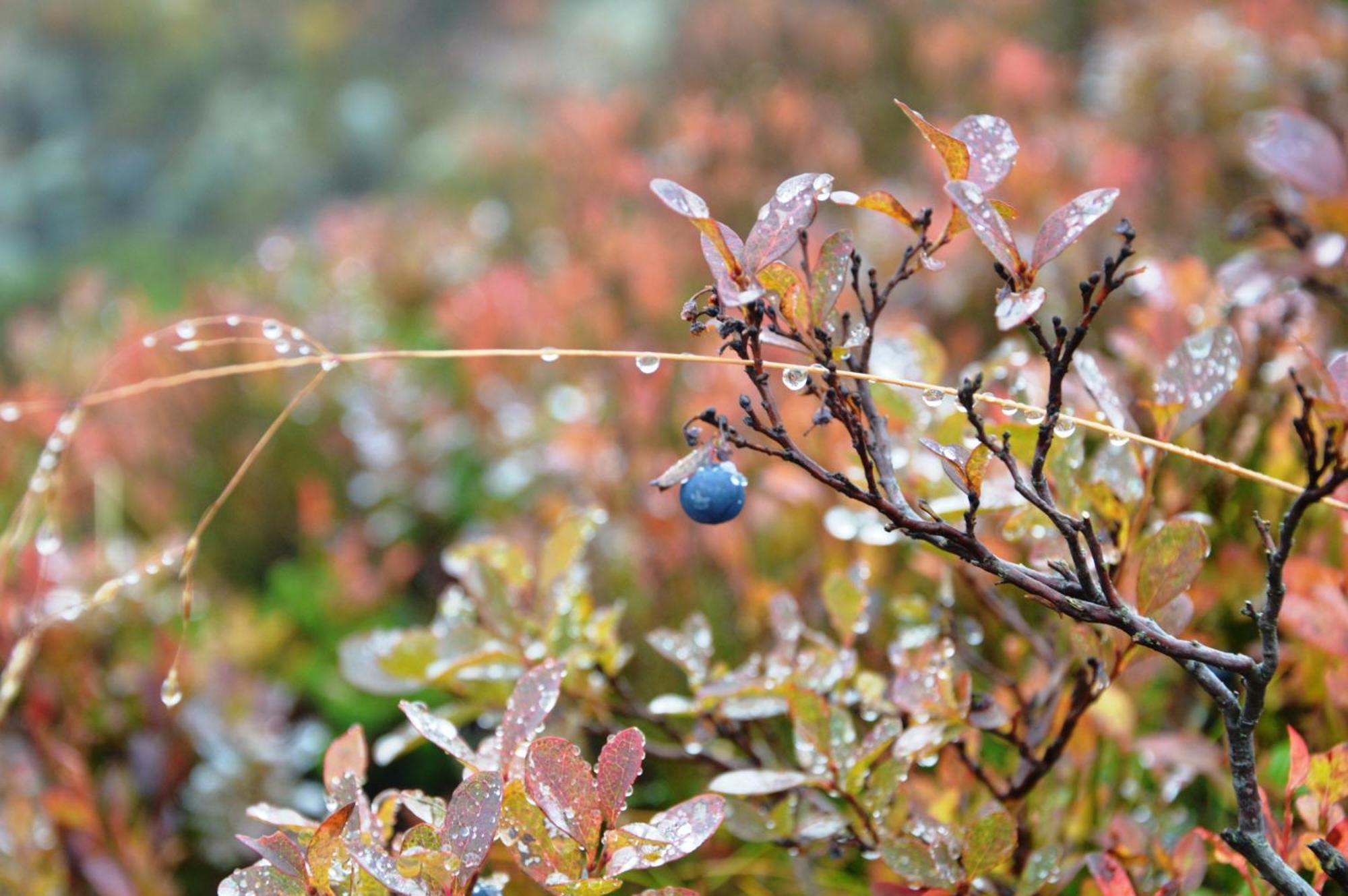 16 - Fulufjellets Nasjonalparker - Natur-, Dyre- Og Fugleopplevelser Ljordal Bagian luar foto