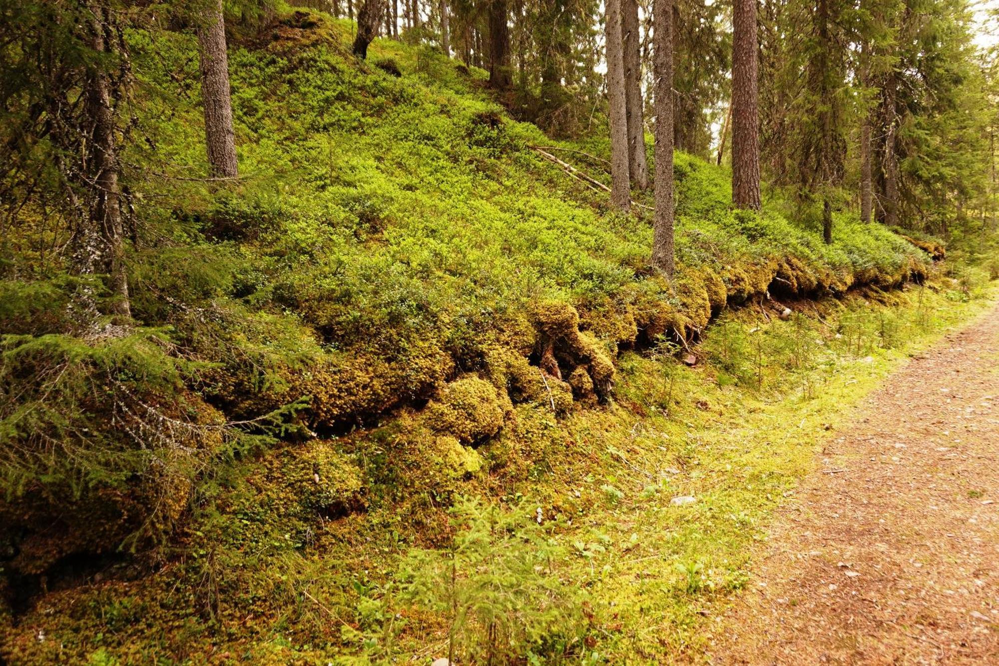 16 - Fulufjellets Nasjonalparker - Natur-, Dyre- Og Fugleopplevelser Ljordal Bagian luar foto