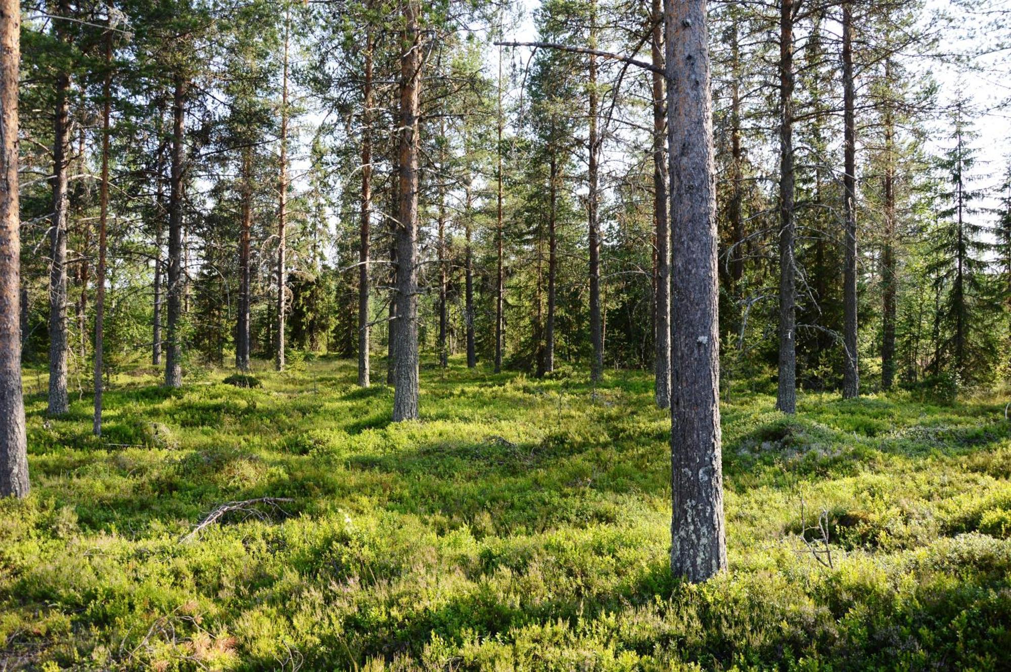 16 - Fulufjellets Nasjonalparker - Natur-, Dyre- Og Fugleopplevelser Ljordal Bagian luar foto
