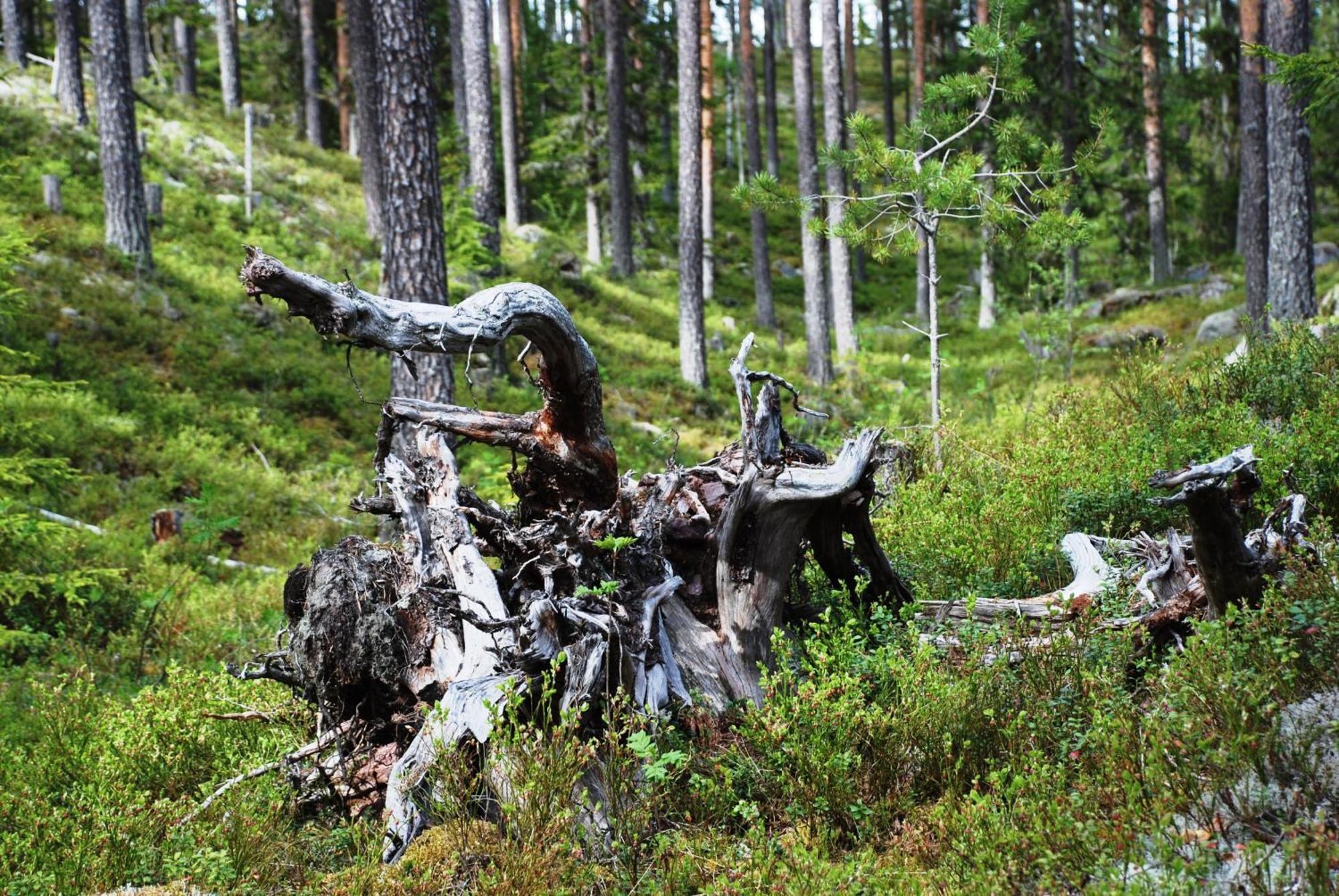16 - Fulufjellets Nasjonalparker - Natur-, Dyre- Og Fugleopplevelser Ljordal Bagian luar foto