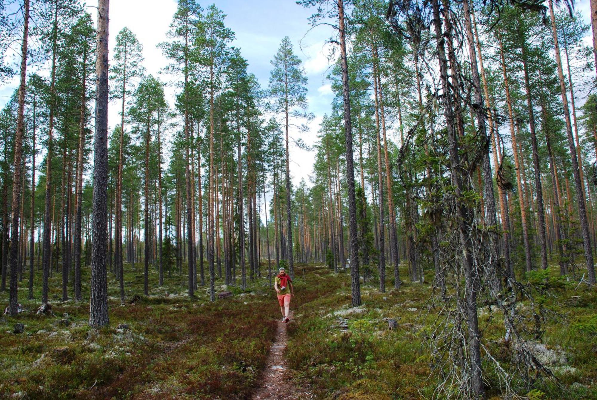 16 - Fulufjellets Nasjonalparker - Natur-, Dyre- Og Fugleopplevelser Ljordal Bagian luar foto