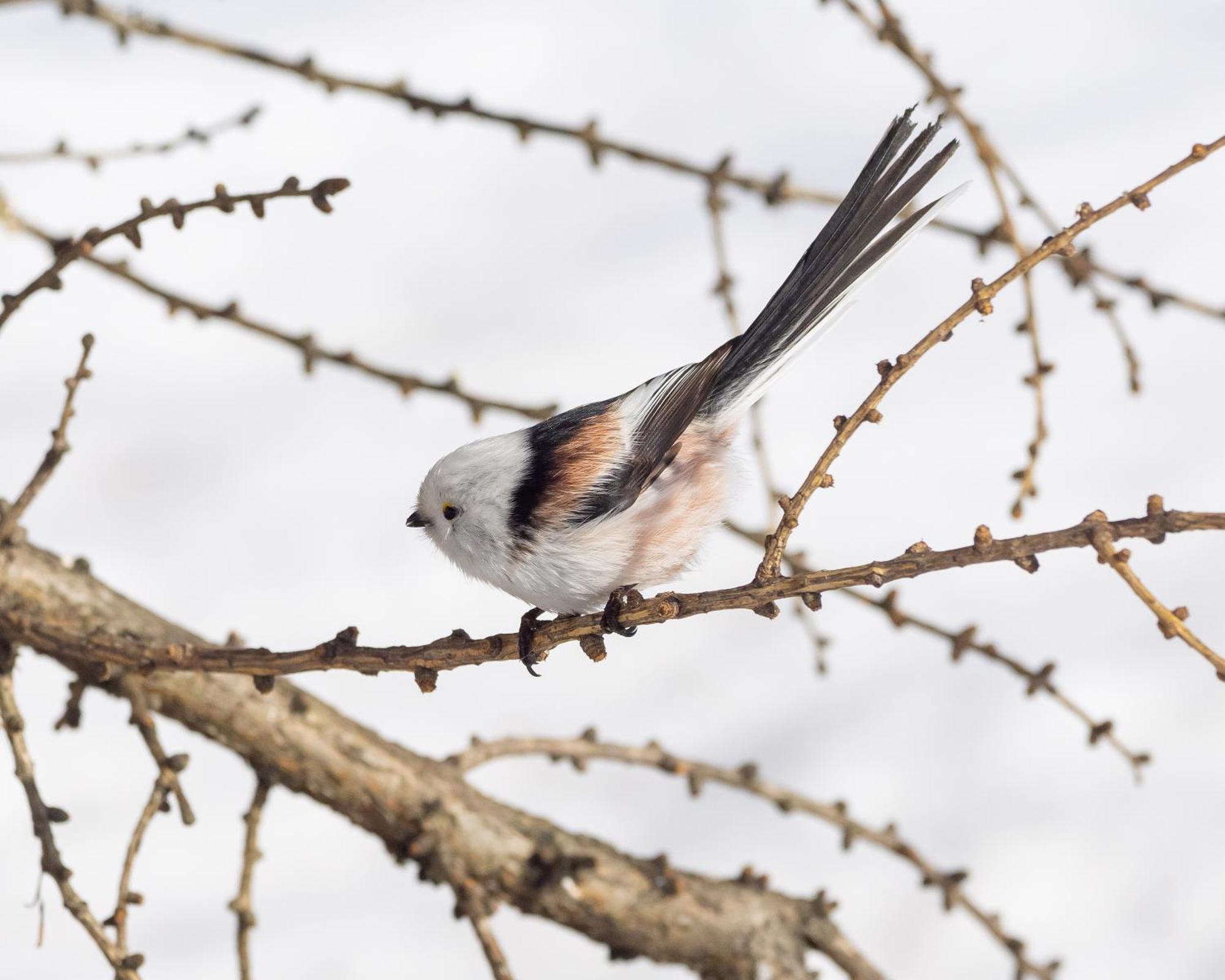 16 - Fulufjellets Nasjonalparker - Natur-, Dyre- Og Fugleopplevelser Ljordal Bagian luar foto