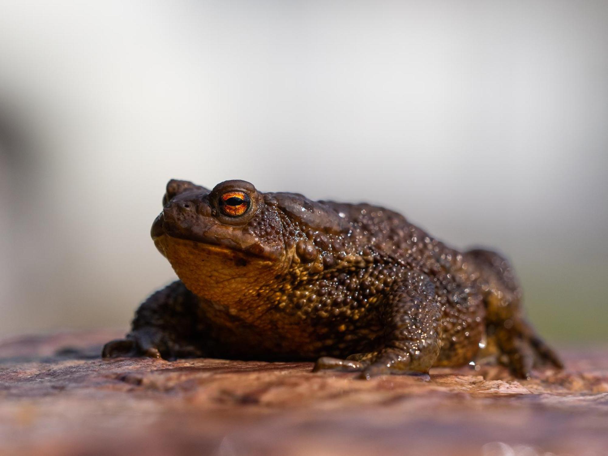 16 - Fulufjellets Nasjonalparker - Natur-, Dyre- Og Fugleopplevelser Ljordal Bagian luar foto