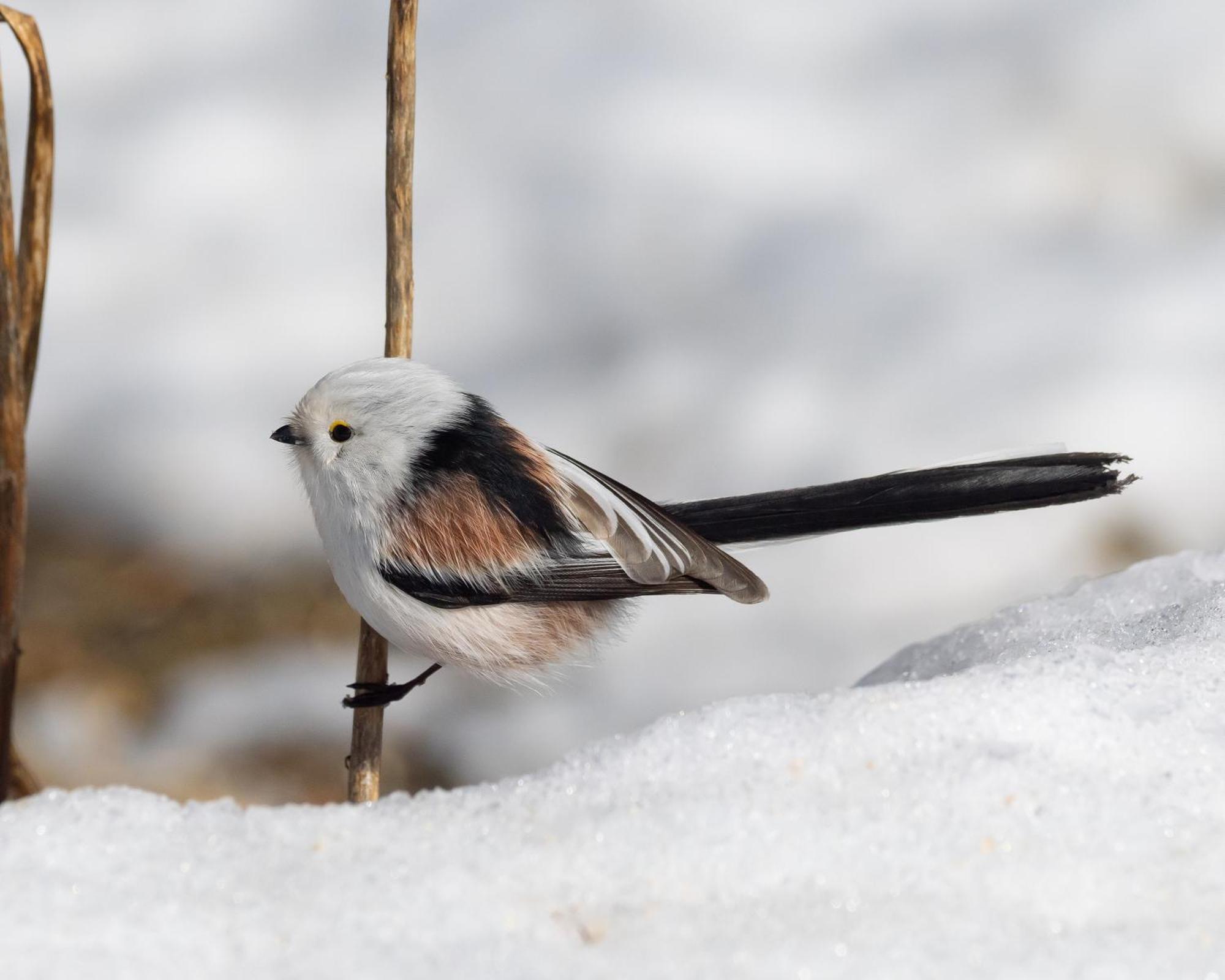 16 - Fulufjellets Nasjonalparker - Natur-, Dyre- Og Fugleopplevelser Ljordal Bagian luar foto