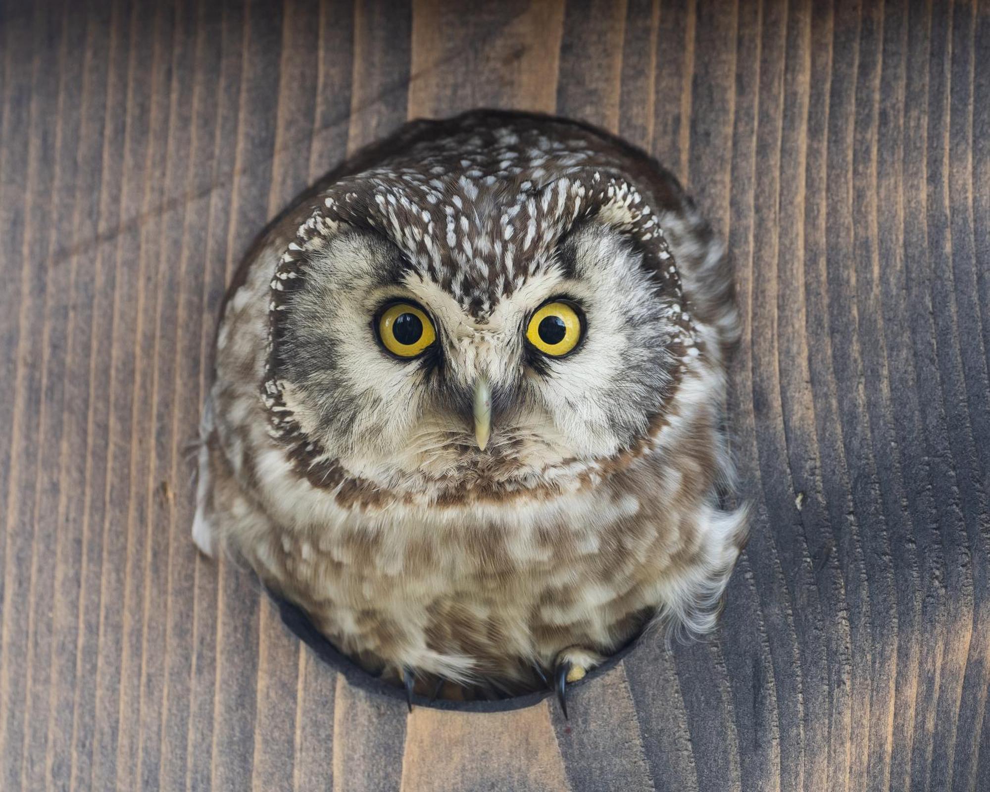 16 - Fulufjellets Nasjonalparker - Natur-, Dyre- Og Fugleopplevelser Ljordal Bagian luar foto