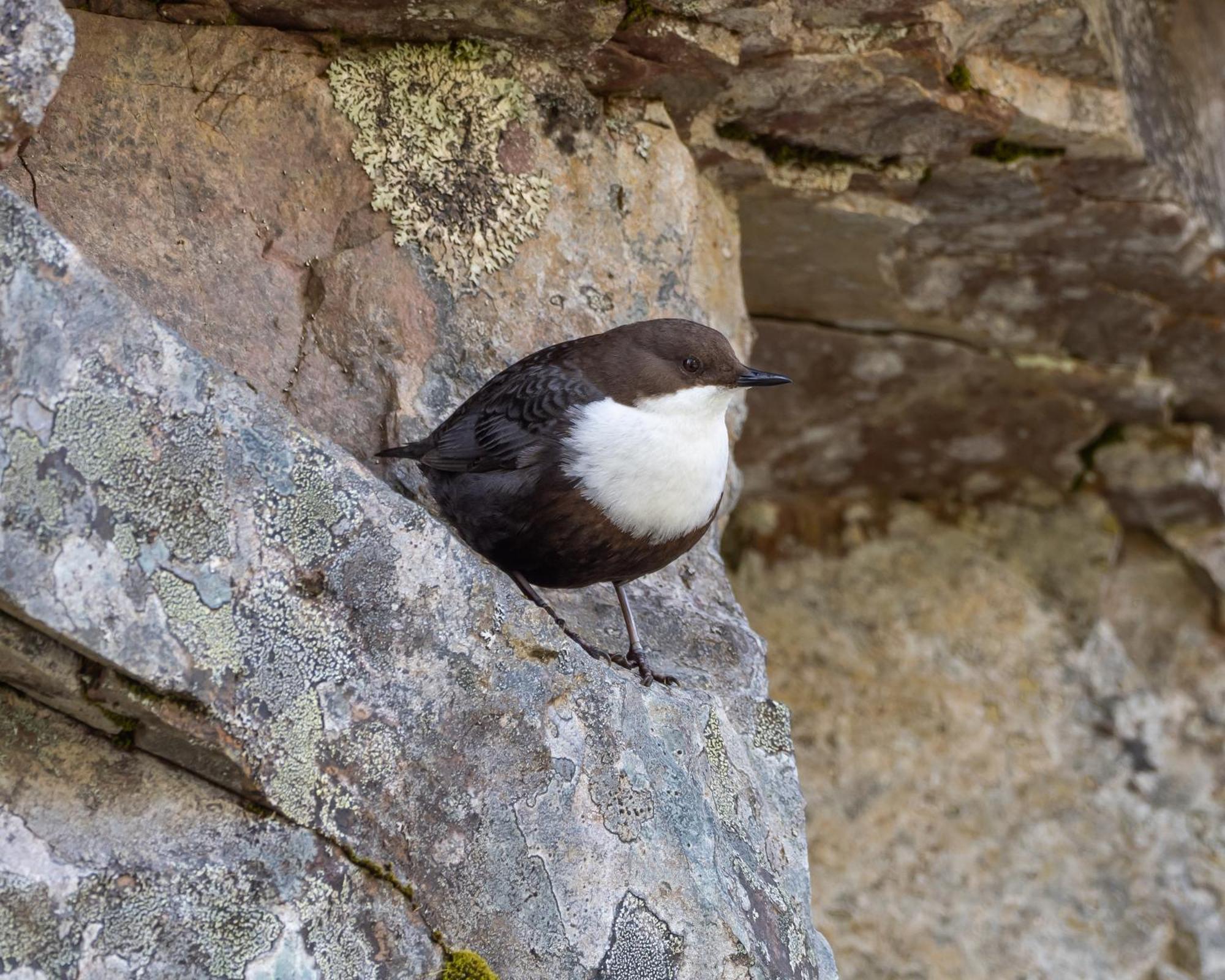 16 - Fulufjellets Nasjonalparker - Natur-, Dyre- Og Fugleopplevelser Ljordal Bagian luar foto