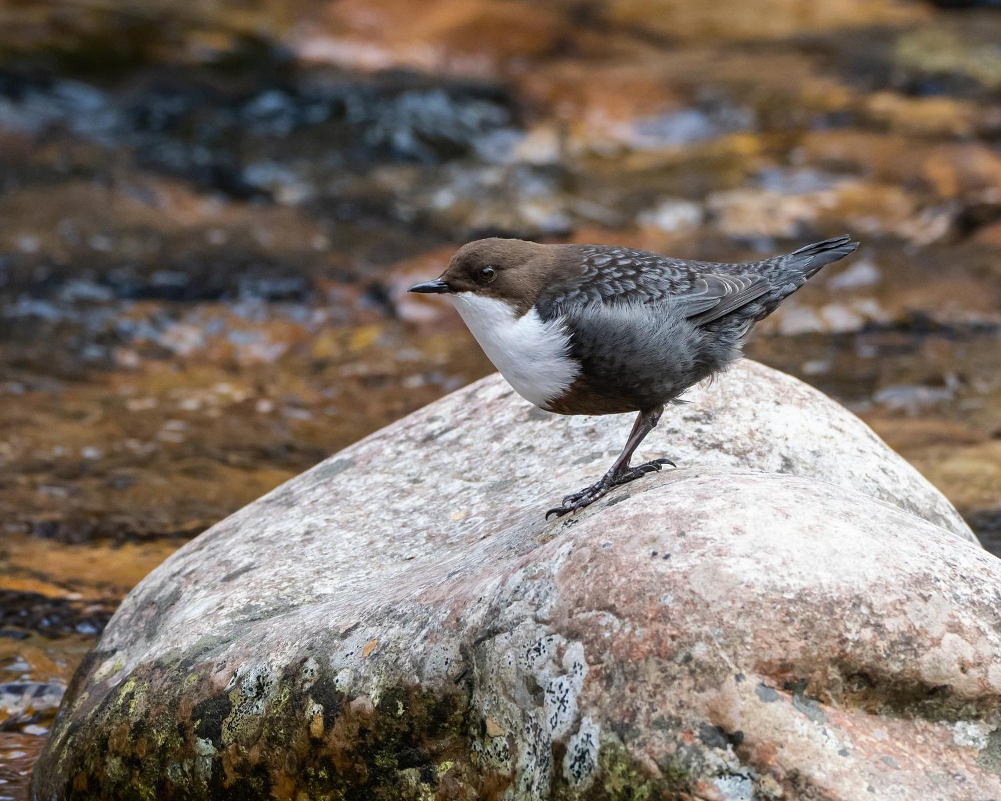 16 - Fulufjellets Nasjonalparker - Natur-, Dyre- Og Fugleopplevelser Ljordal Bagian luar foto