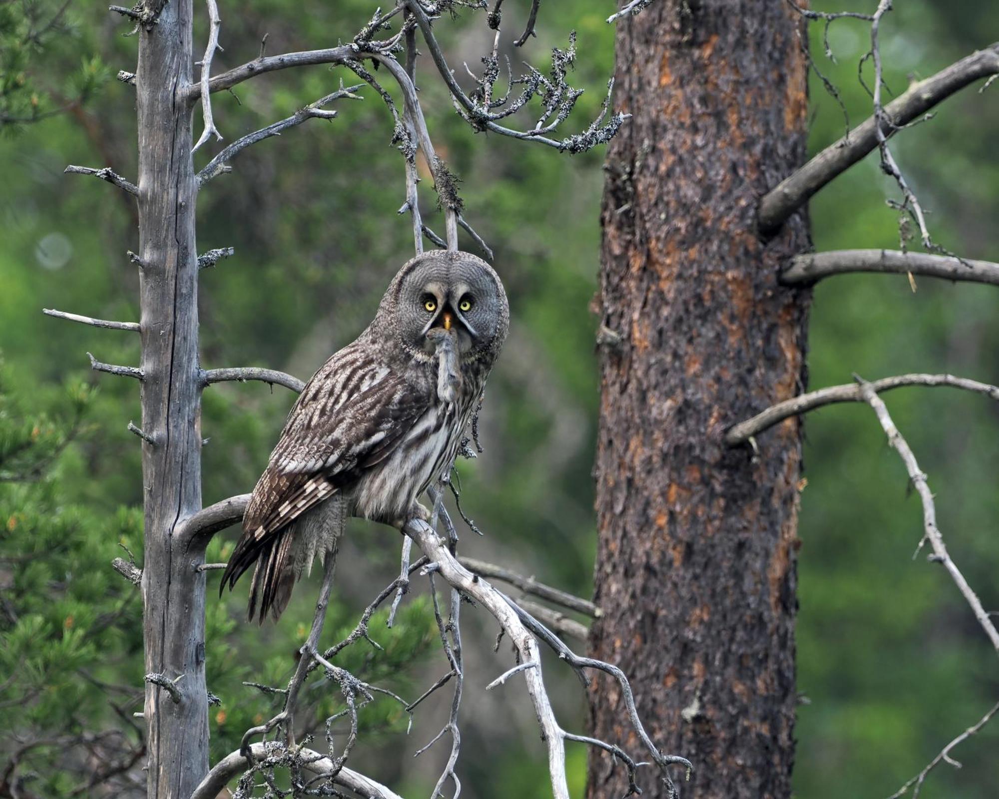 16 - Fulufjellets Nasjonalparker - Natur-, Dyre- Og Fugleopplevelser Ljordal Bagian luar foto