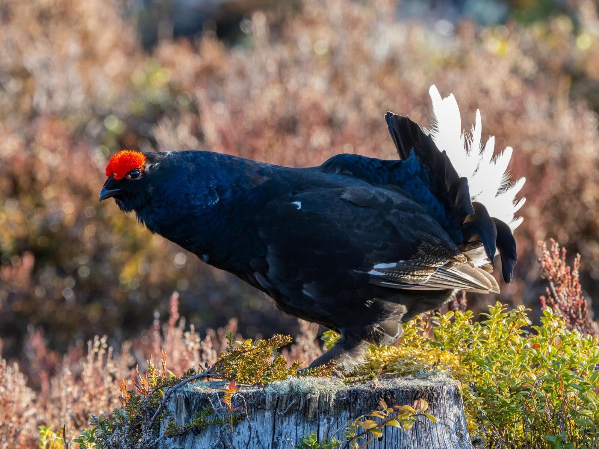 16 - Fulufjellets Nasjonalparker - Natur-, Dyre- Og Fugleopplevelser Ljordal Bagian luar foto