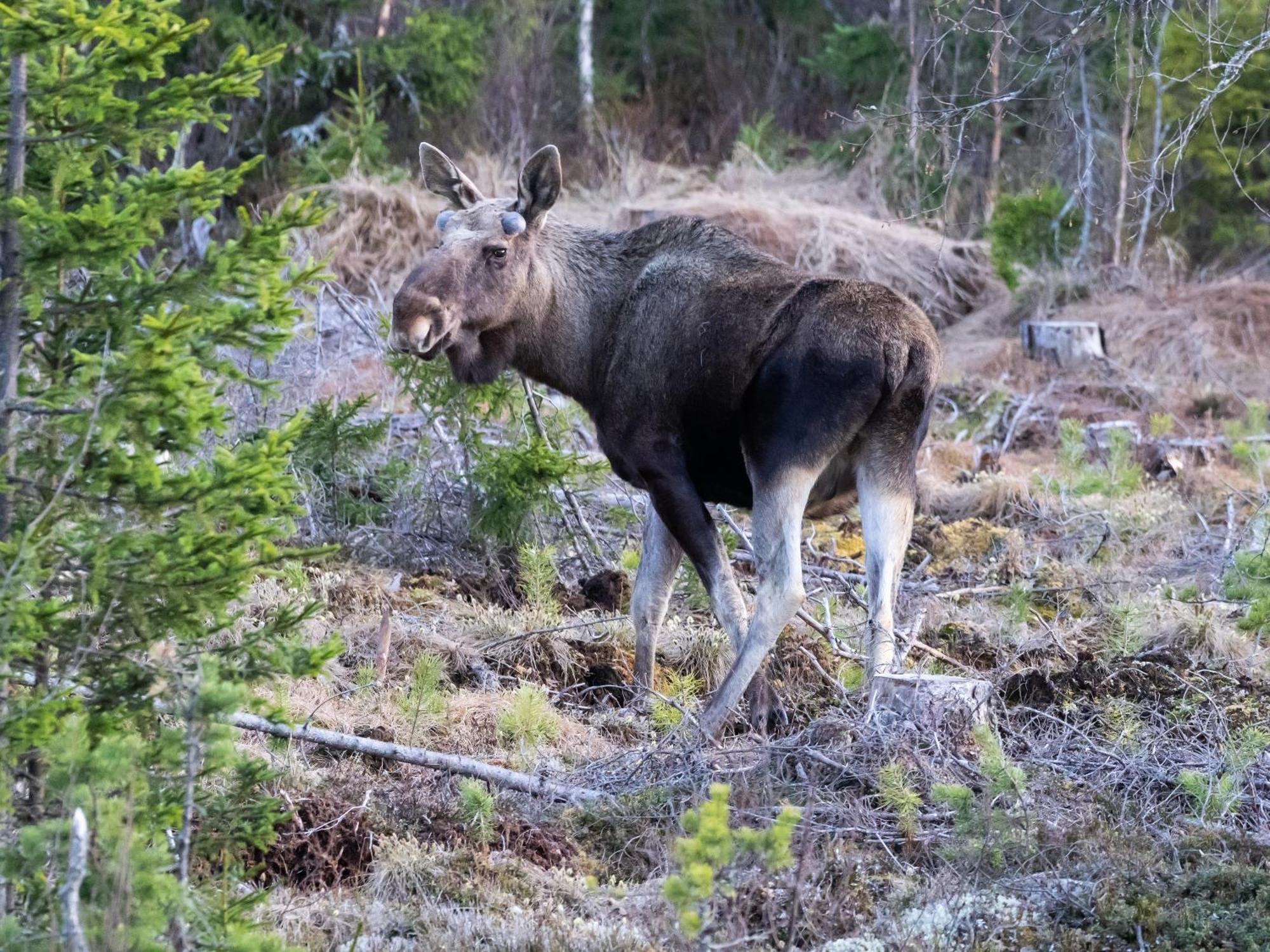 16 - Fulufjellets Nasjonalparker - Natur-, Dyre- Og Fugleopplevelser Ljordal Bagian luar foto