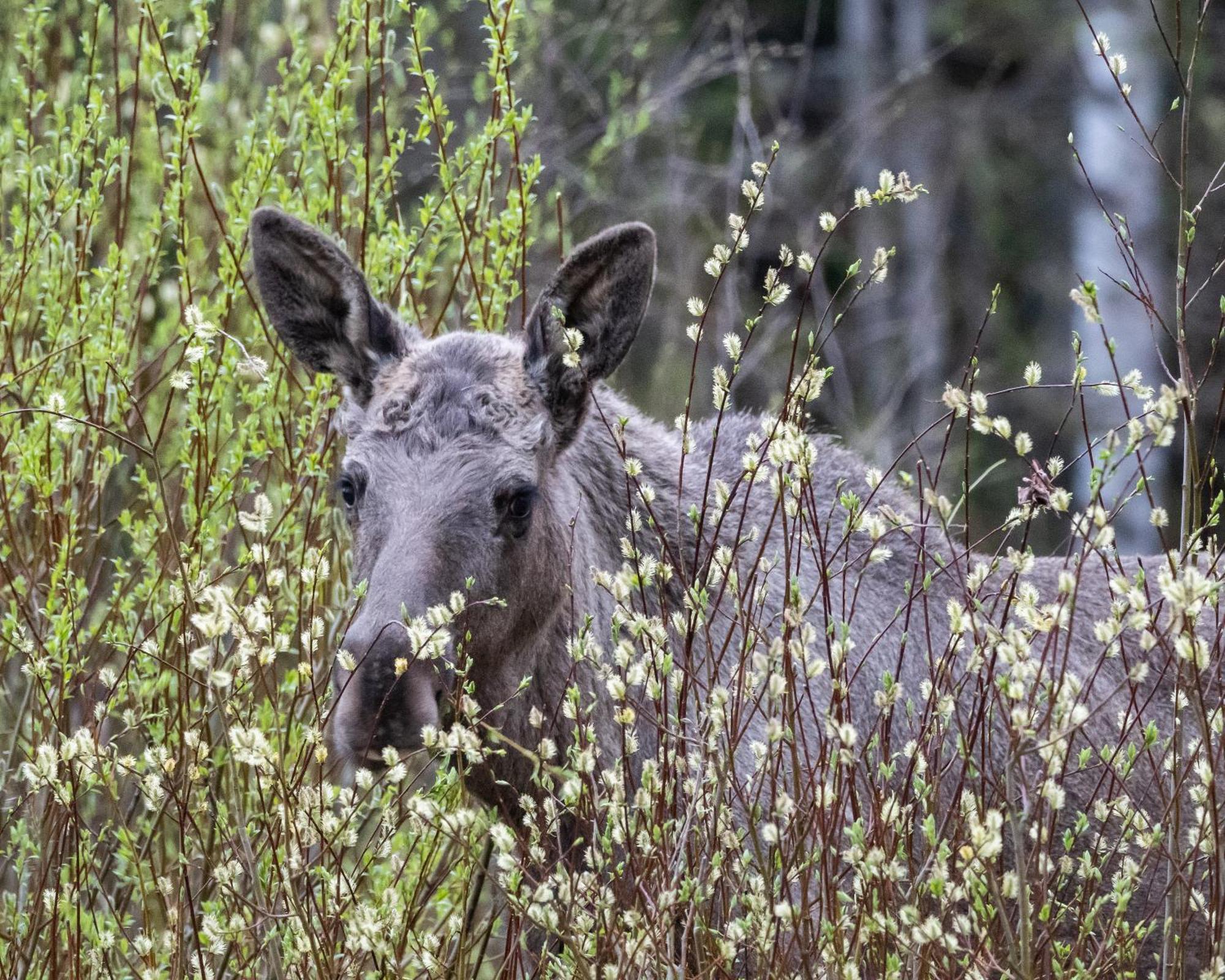 16 - Fulufjellets Nasjonalparker - Natur-, Dyre- Og Fugleopplevelser Ljordal Bagian luar foto